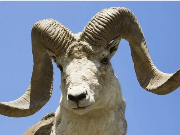 A majestic example of Marco Polo's sheep