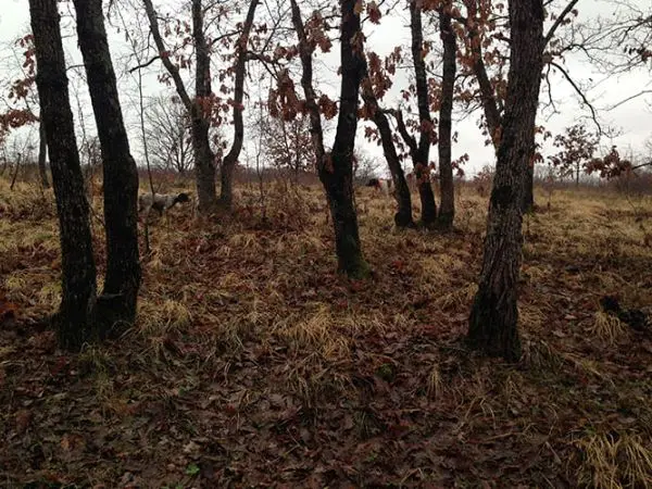 woodcock hunting in Bulgaria