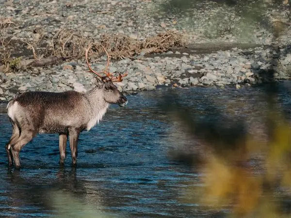 Moose hunting