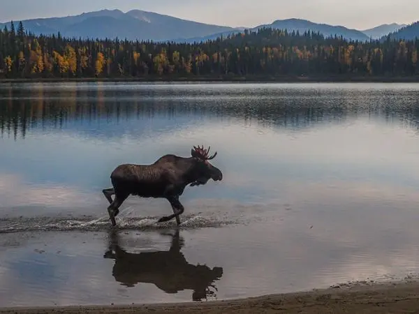 Caribou hunting