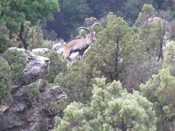 Spanish ibex