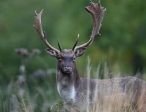 Hunting in Italy: a resource of our “Belpaese”Published On: June 16, 2024