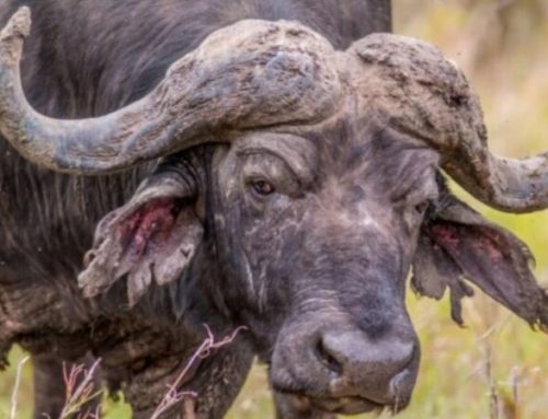 SAVE VALLEY: the hunting paradise in ZimbabwePublished On: July 22, 2024
