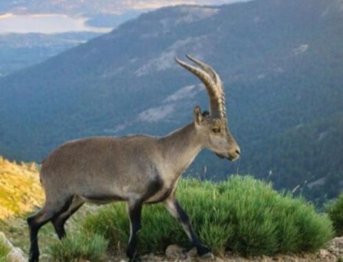 Hunting in Spain: the Ibex grand slamPublished On: July 26, 2024