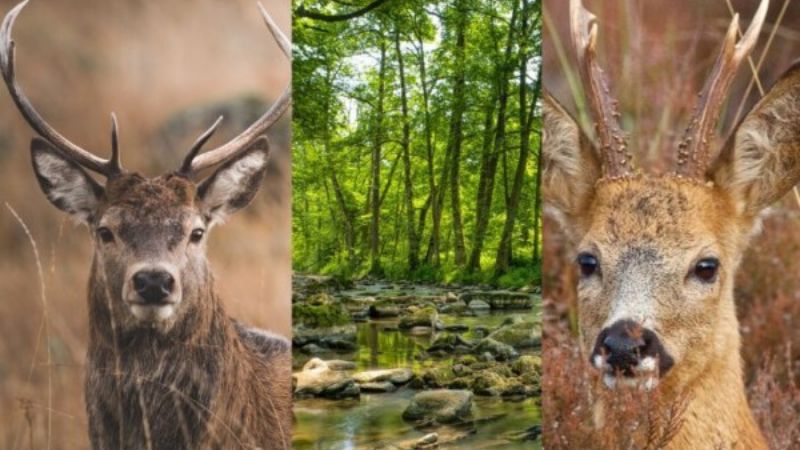 Deer and roe deer hunting in Croatia