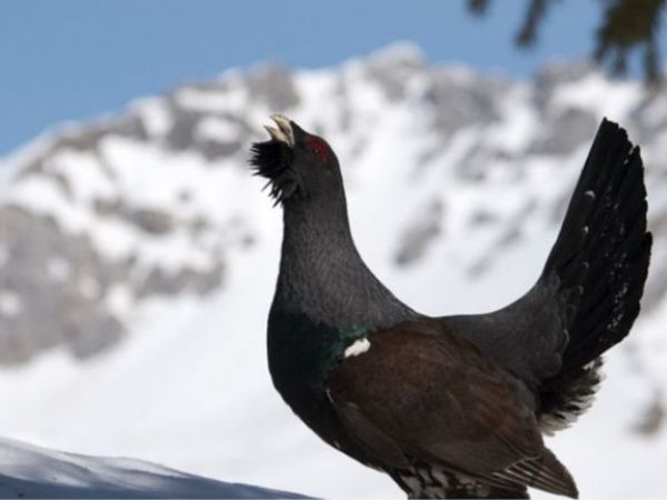 Capercaillie hunting in Bulgaria