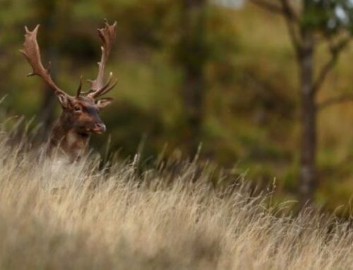 Fallow Deer hunting in the Piedmont Apennines with a touch of leisure in the Italian RivieraPublished On: Dicembre 29, 2024