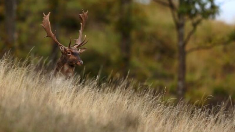 Deer hunting in the Piedmont Apennines