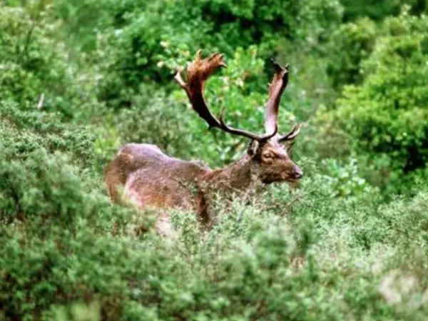 deer hunting Montefeltro hunting trips