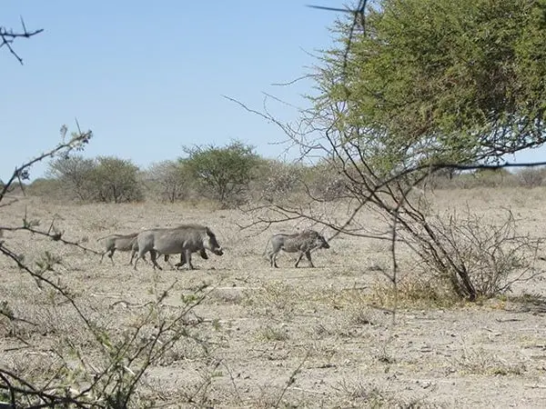 hunting trip in Botswana with Montefeltro