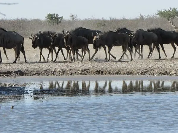 hunting grounds in Africa