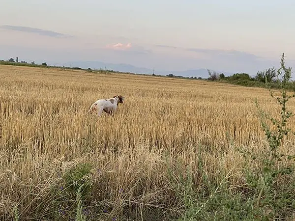 Hunting of turtle doves and wood pigeons in Macedonia