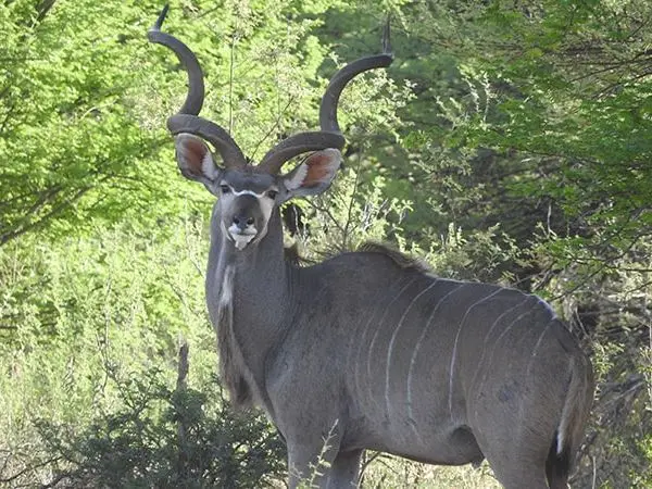 kudu hunting in Botswana