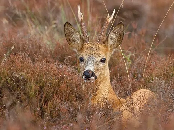 Roe Deer Hunting 