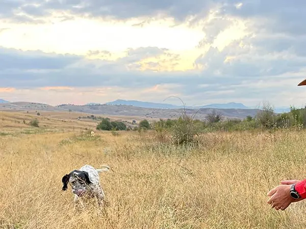 Quail hunting with hunting dog