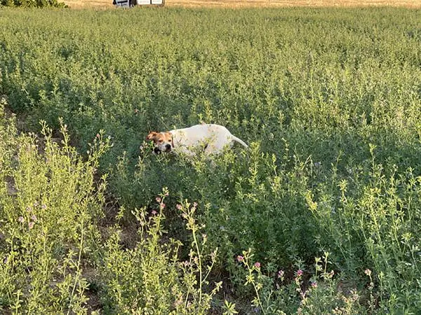 hunting with dog in Macedonia