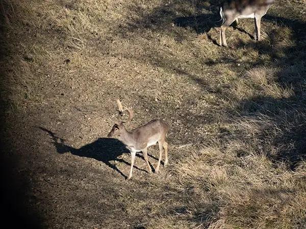 One of the many examples of fallow deer shovel present in the reserve