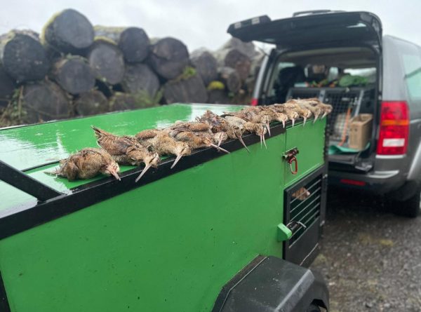 Hunting Woodcocks in Isle of Bute