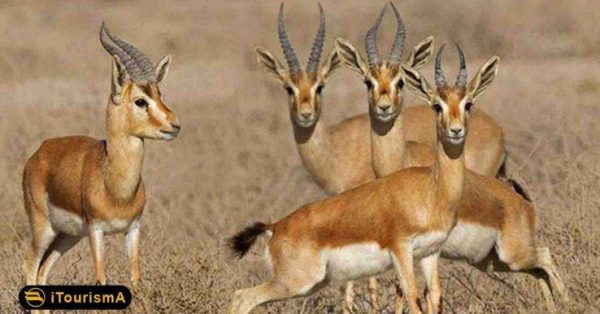 gazzella subguttuosa hunting in Iran