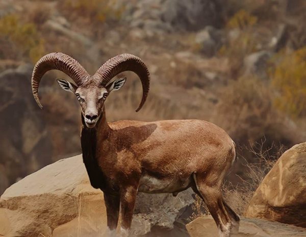 hunting-in-Iran