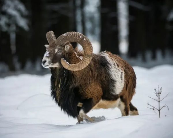 hunting-in-Iran