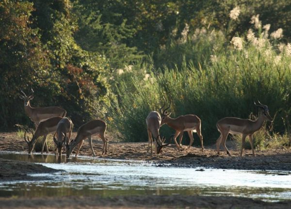 Impalas Zimbabwe African Safari