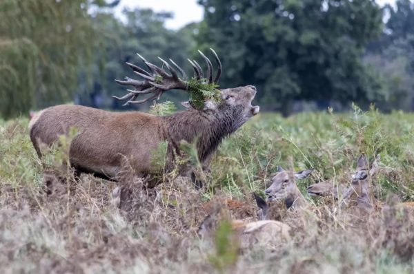 red deer rutting