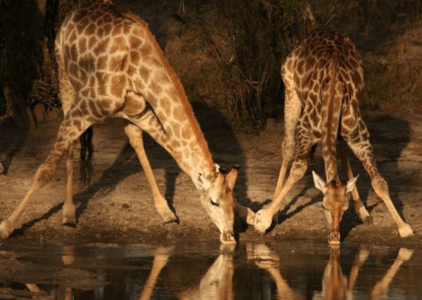 save-valley-zimbabwe