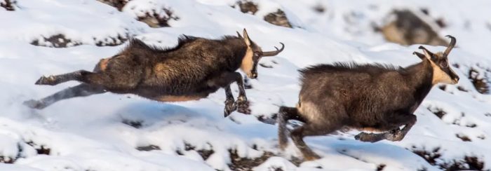Chamois-fights-during-the-rut