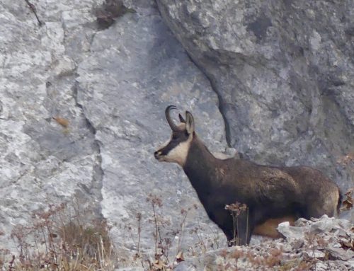 Chamois Hunting on top of the Italian Alps: a treasure waiting to be discoveredPublished On: July 27, 2024