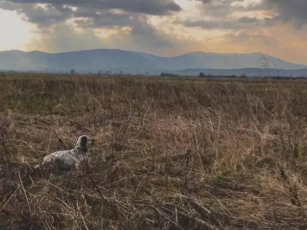 Hunting with Montefeltro