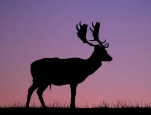 Fallow Deer Hunting at the Cascina Emanuele Reserve: An Unmissable Hunting AdventurePublished On: June 27, 2024