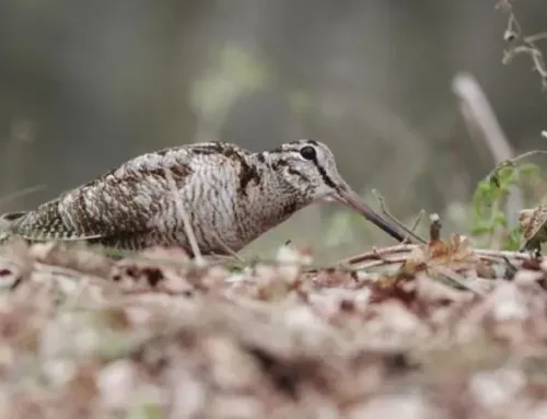 The Call of Bute: A Woodcock Hunting Journey on the Scottish Island that Captures Your HeartPublished On: Ottobre 13, 2024