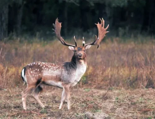 Hunting in Italy: the ultimate guide 2026 for international hunters. Laws, Seasons, Species & Luxury TripsPublished On: February 15, 2026