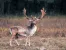 Fallow Deer Hunting