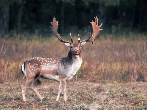 Fallow Deer Hunting