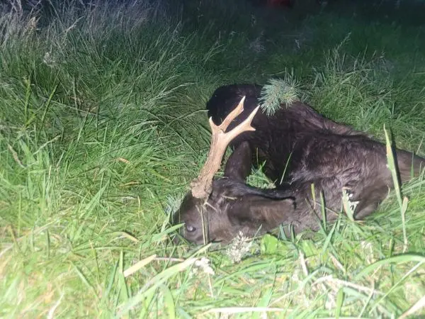 melanistic roe deer hunting