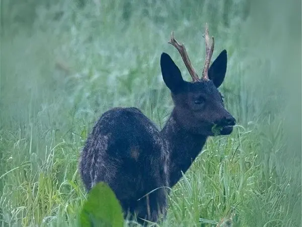 Hunting in Germany