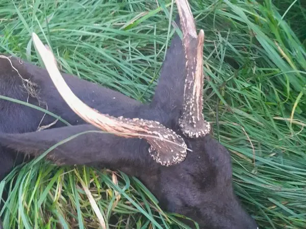 Black roe deer hunting in Germany