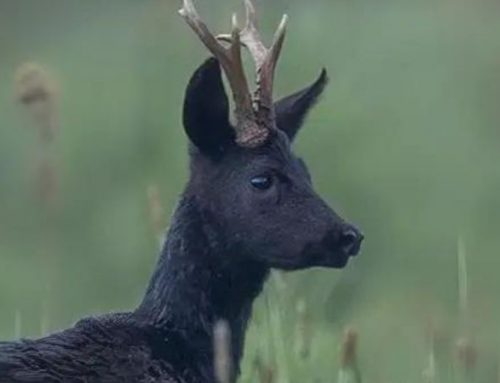 Black roe deer hunting in GermanyPublished On: May 18, 2026