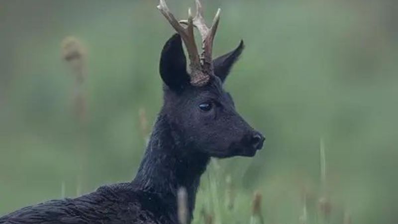 Black roe deer hunting in Germany