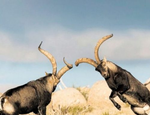 Macho Montes: hunting the Spanish IbexPublished On: May 15, 2026