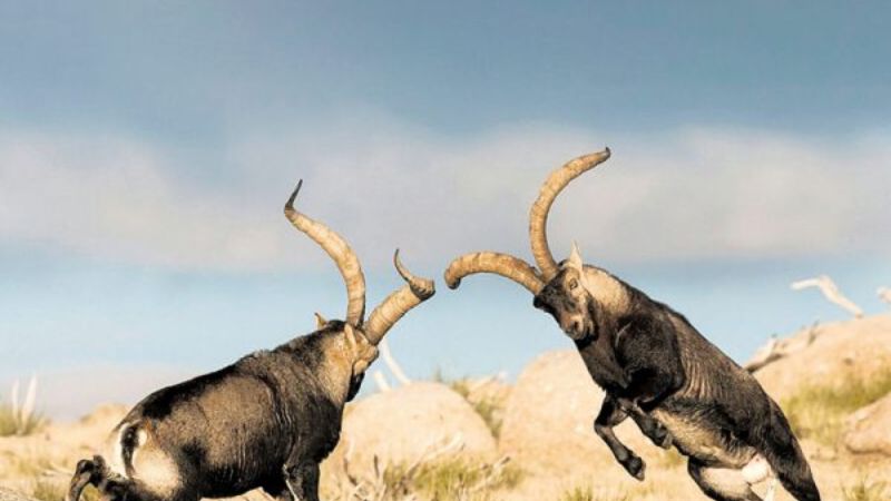 Spanish Ibex fighting each other