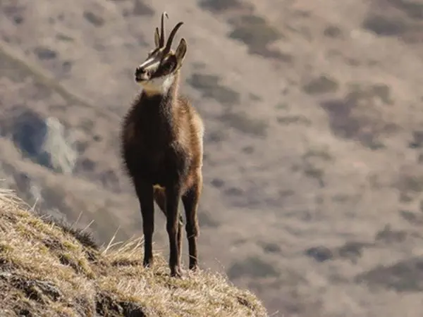 Chamois Hunting