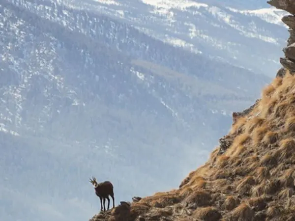 Chamois Hunting