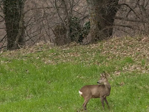 Roe Deer Hunting