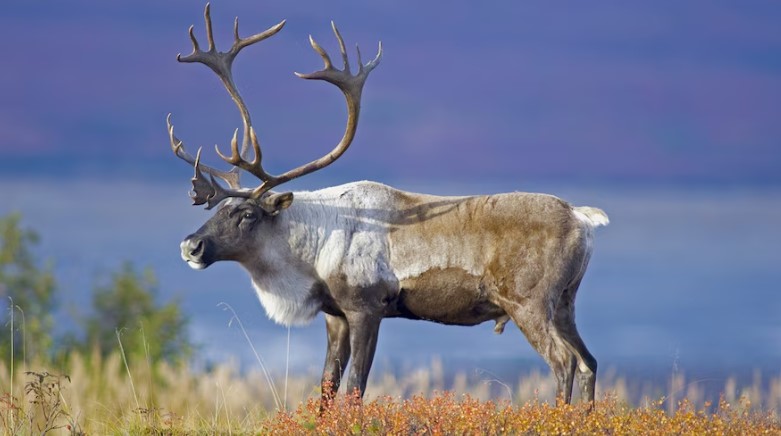 caribou reindeer