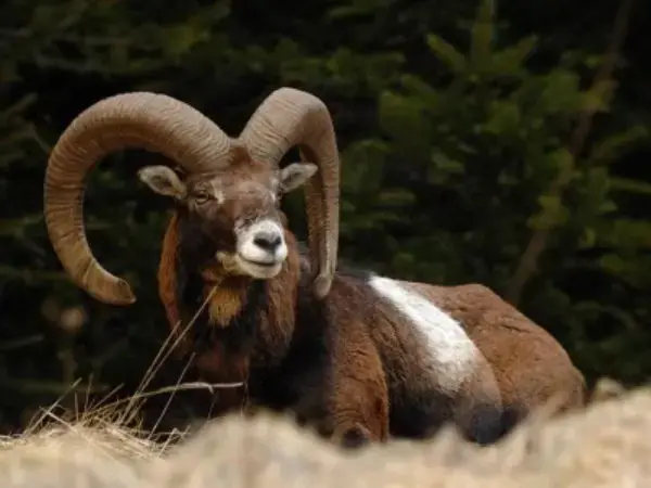 Mouflon Hunting