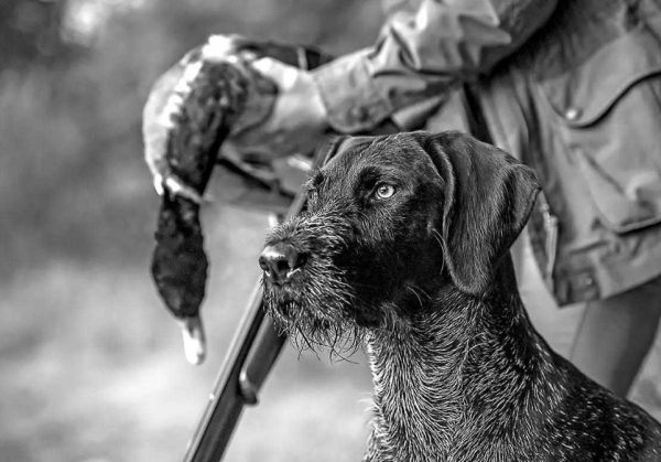 A-Drahthaar-hunting-waterfowles