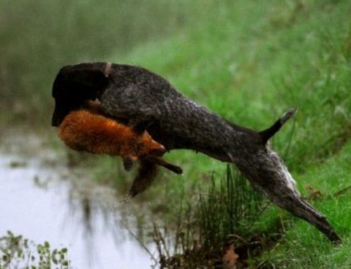 The German Shorthaired Pointer and Wirehaired Pointer: Masters of the HuntPublished On: August 22, 2024